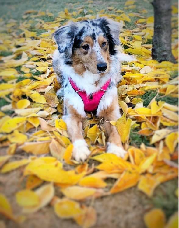 Princess 🥰❤️
#australianshepherd #aussie #dog #pet #love #babygirl