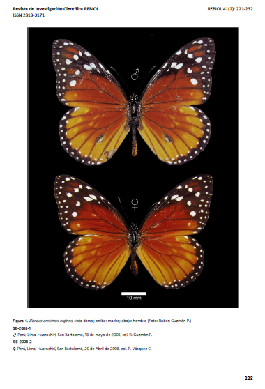 RubenGuzmanP1's tweet photo. ARTÍCULO CIENTÍFICO
El GÉNERO Danaus (Klurk, 1780) (Nymphalidae: Danainae) en el valle del río Rímac

Revista Rebiol
https://t.co/MqQLGxoO3z https://t.co/JDhYhxNlCt