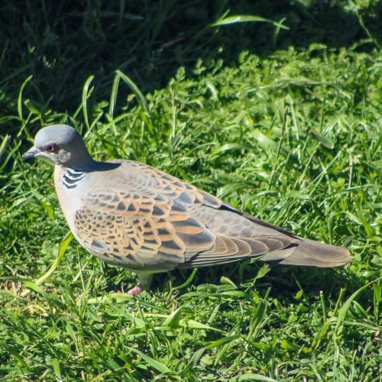 DaveMckeller's tweet photo. Here's hoping me Turtle Doves come back next year, To make it Three years in a Row! https://t.co/MjLjFCdKOq