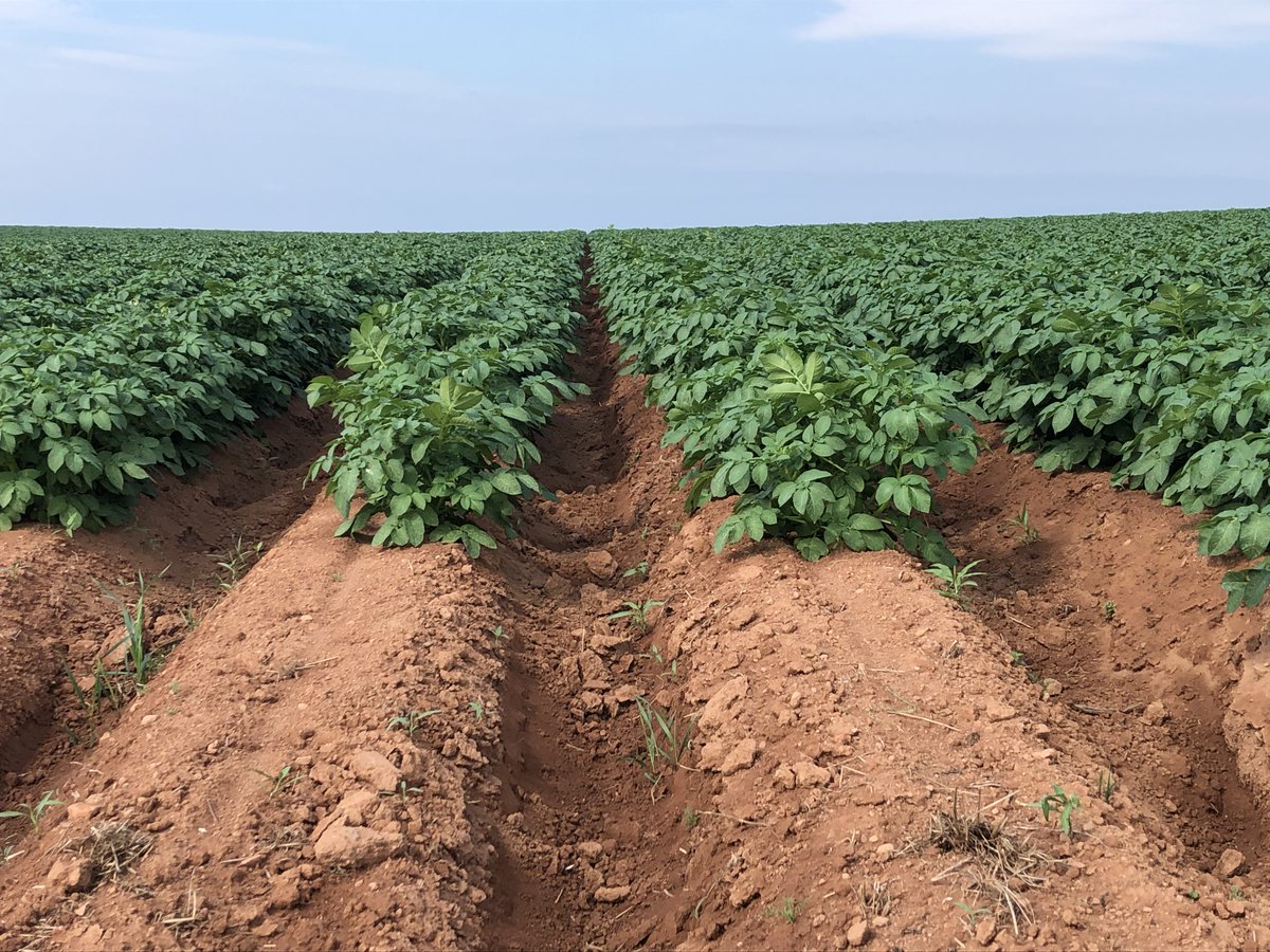 Our own federal gov't referred to the potato wart situation on PEI as "infested" when the area involved is less than 1 acre of the 85,000 acres of potatoes grown here 🤨. How potatoes destined for the processor could possibly threaten the US is also a head scratcher #redact