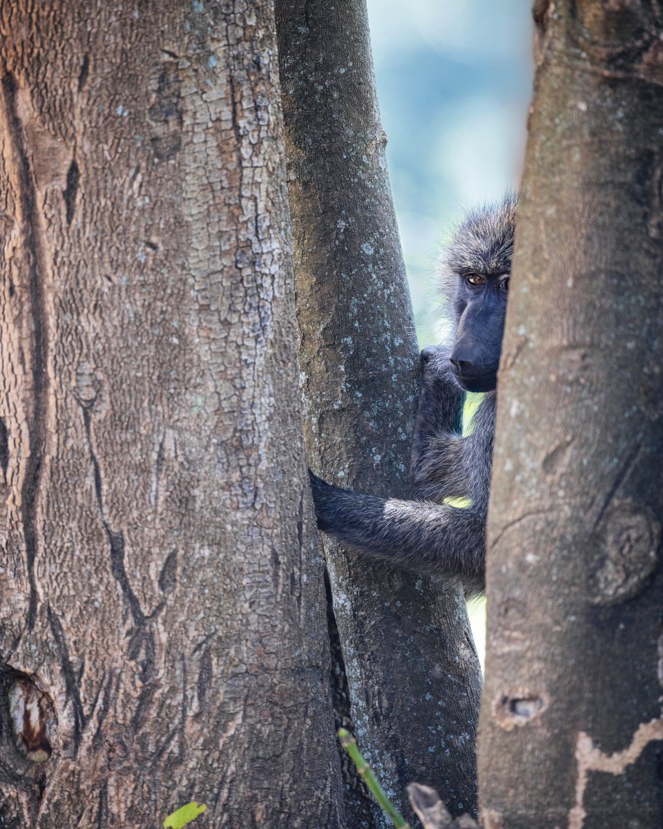 The Olive Baboon is one of the largest baboons species, inhabiting everything from savannahs to forests. They live in complex social structures where their group can be over 100 individuals.

Shot with: Canon R5, Canon EF 600mm f4 III