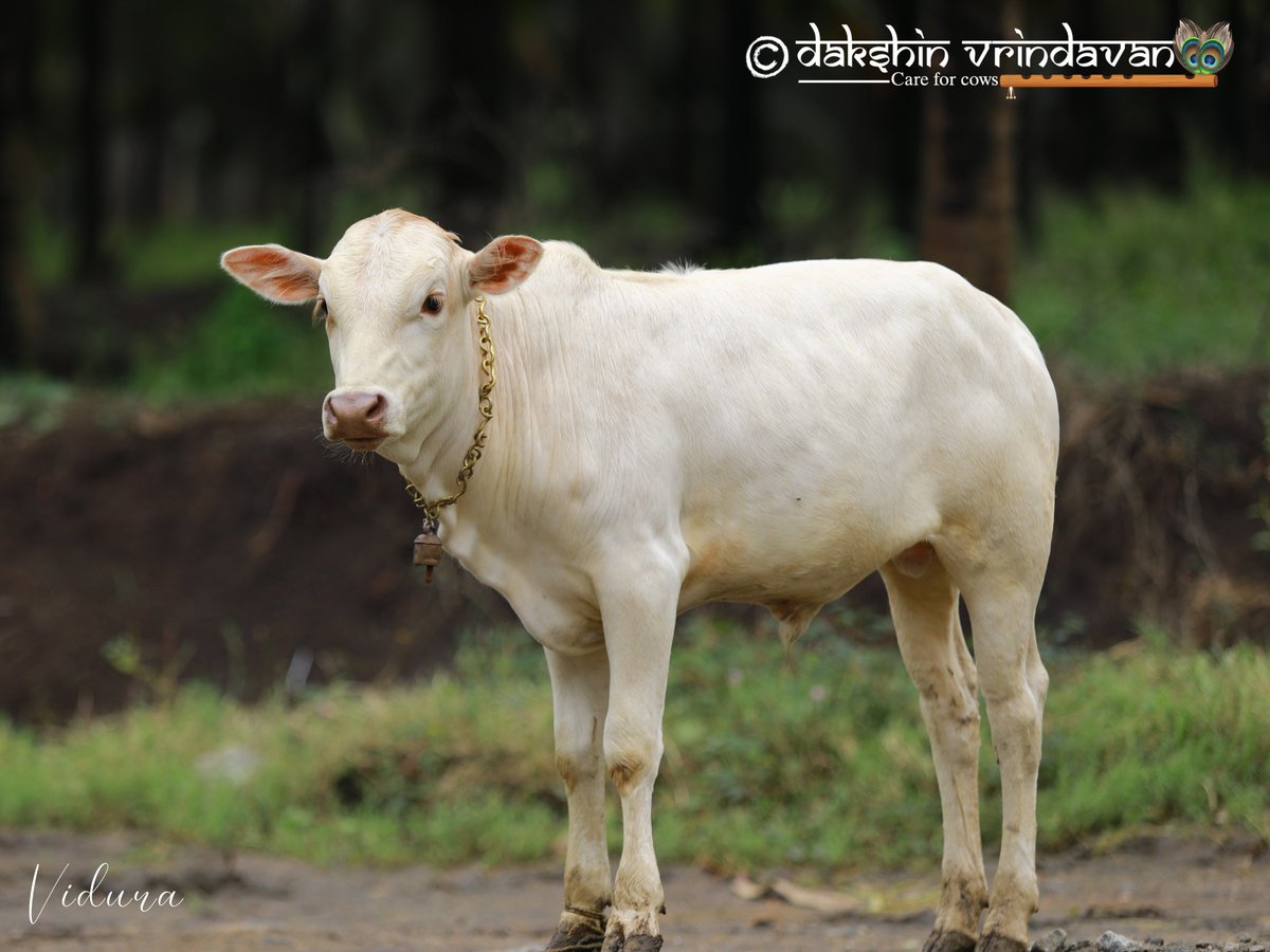 daksinvrindavan's tweet photo. All these calves were being sold off to butchers for veal. There is a completely asuric section which hates these divine babies and wants to relish their flesh instead. With prabhu's grace and his devotees' support we could rescue these babies and now they are living happily https://t.co/HwmRhEtiuT