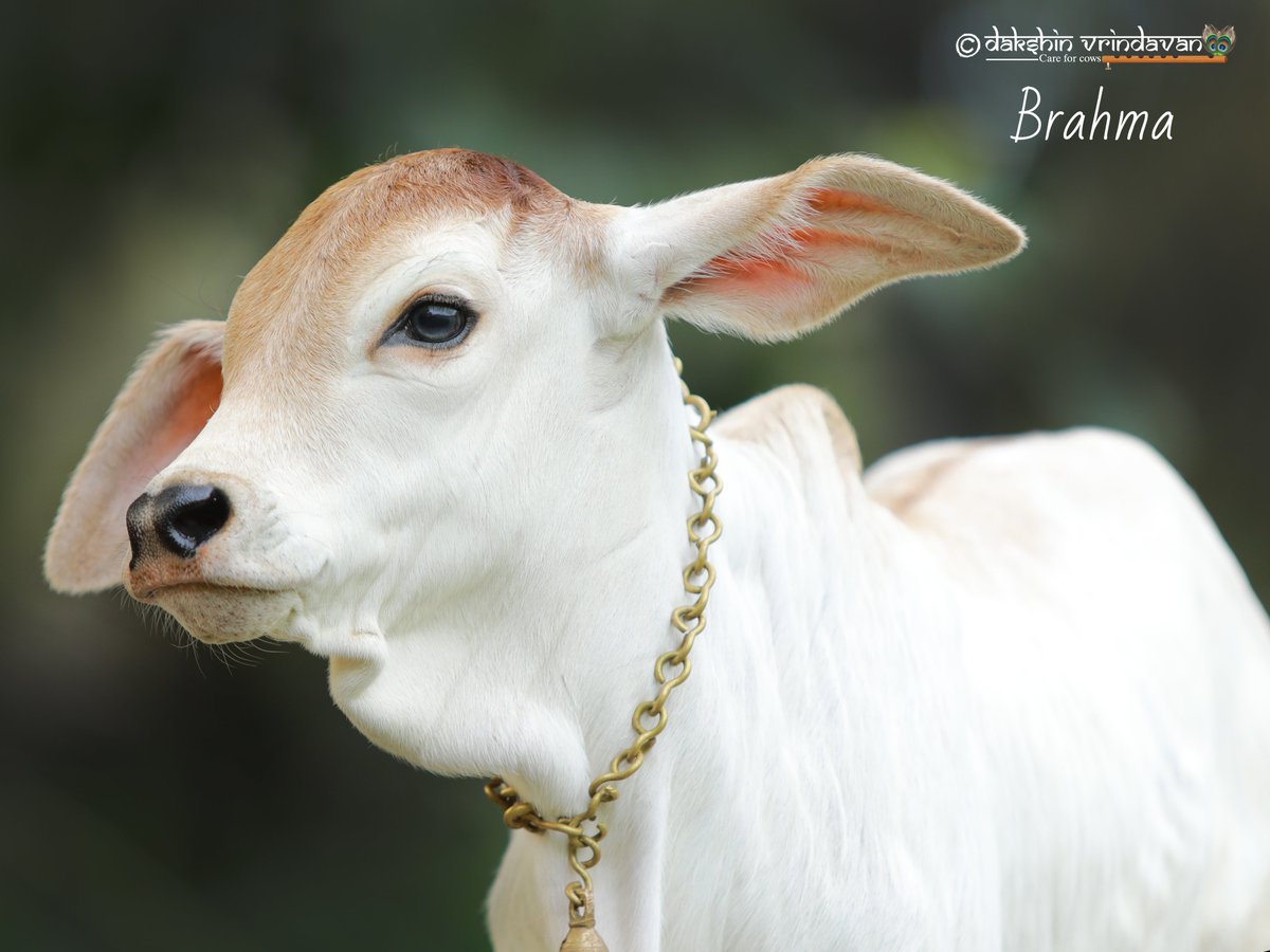 daksinvrindavan's tweet photo. All these calves were being sold off to butchers for veal. There is a completely asuric section which hates these divine babies and wants to relish their flesh instead. With prabhu's grace and his devotees' support we could rescue these babies and now they are living happily https://t.co/HwmRhEtiuT