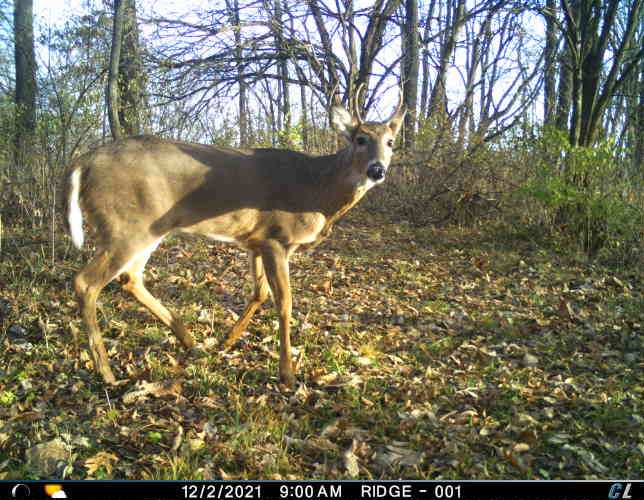 New hitlist buck located. It's that point of the season when any standards are thrown out the window.