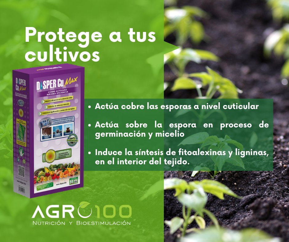 agro100ec's tweet photo. DISPER CUMAX
-  Cobre complejado
-  No mancha
-  No se precipita
-  No deja residuos
-  Dosis Bajas
-  Prevención efectiva para enfermedades fúngicas y bacterianas https://t.co/AB0K1oUdmp