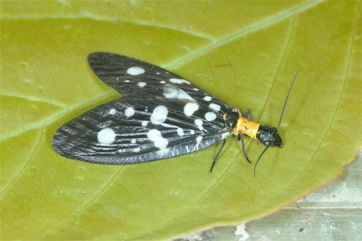 DrRossPiper's tweet photo. Nearly all Dobsonflies are drab and nocturnal. Not these though. Probably mimicking toxic, diurnal moths. Many Dysphania moths (R) flying about in the same place.

Neurhermes selysi, Htamanthi Wildlife Sanctuary, Myanmar.

More info on this genus
https://t.co/igXpfl1pMt https://t.co/vhawsj5lpq