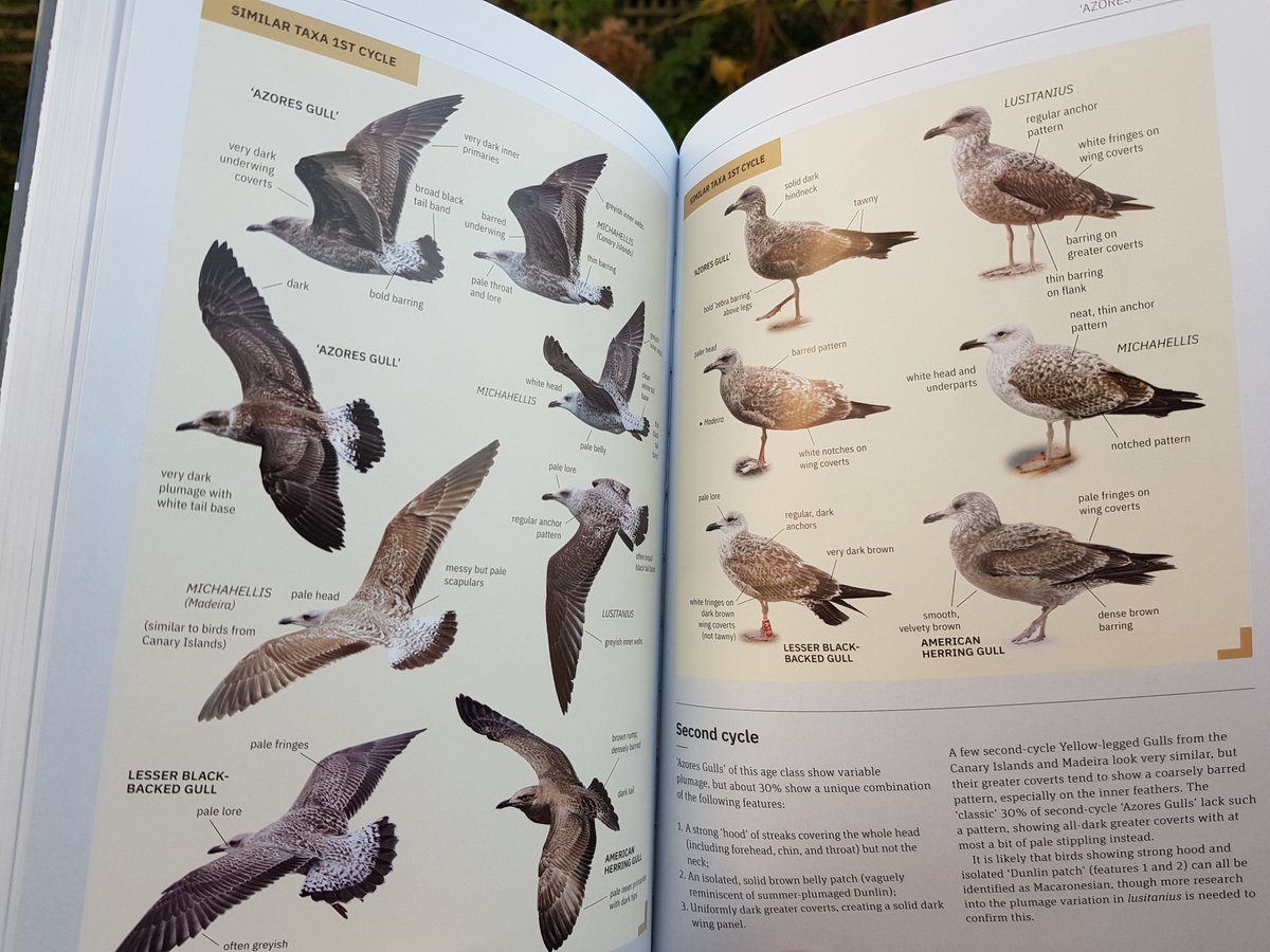 sharpebirder's tweet photo. Just received a review copy of the new #gulls ID guide by @JiguetF et al (any other authors on Twitter?). 1st impression: very nice! The ideal Xmas present for a winter birding challenge! @PrincetonNature #PUPintheWild #ornithology https://t.co/BJucpfmgQd