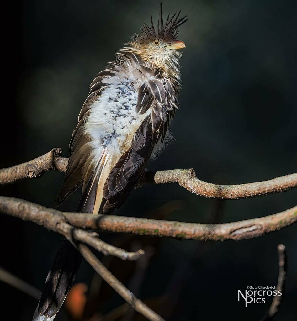 NorcrossPics's tweet photo. Guira Cuckoo from The Living Treehouse at Zoo Atlanta. #birds #guiracuckoo #zooatlanta #zoo #onlyzooatl #onlyzooatlanta #livingtreehouse https://t.co/i4eSigjExB https://t.co/YkJy1HLXzw
