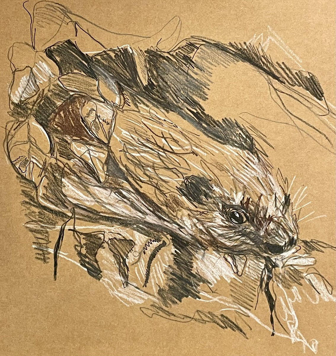 sardav64's tweet photo. Spend a lovely evening yesterday sketching #beaverd with @WildDrawing @Seal_Sanctuary and learning all about such fascinating animals https://t.co/0A1jH70Bft