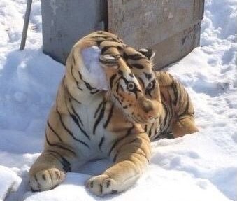 wandevuu's tweet photo. @levoviich КАК ВАУШНО...а взгляд....а ракурс...а цвет....невероятно https://t.co/PWbsTQWqUn