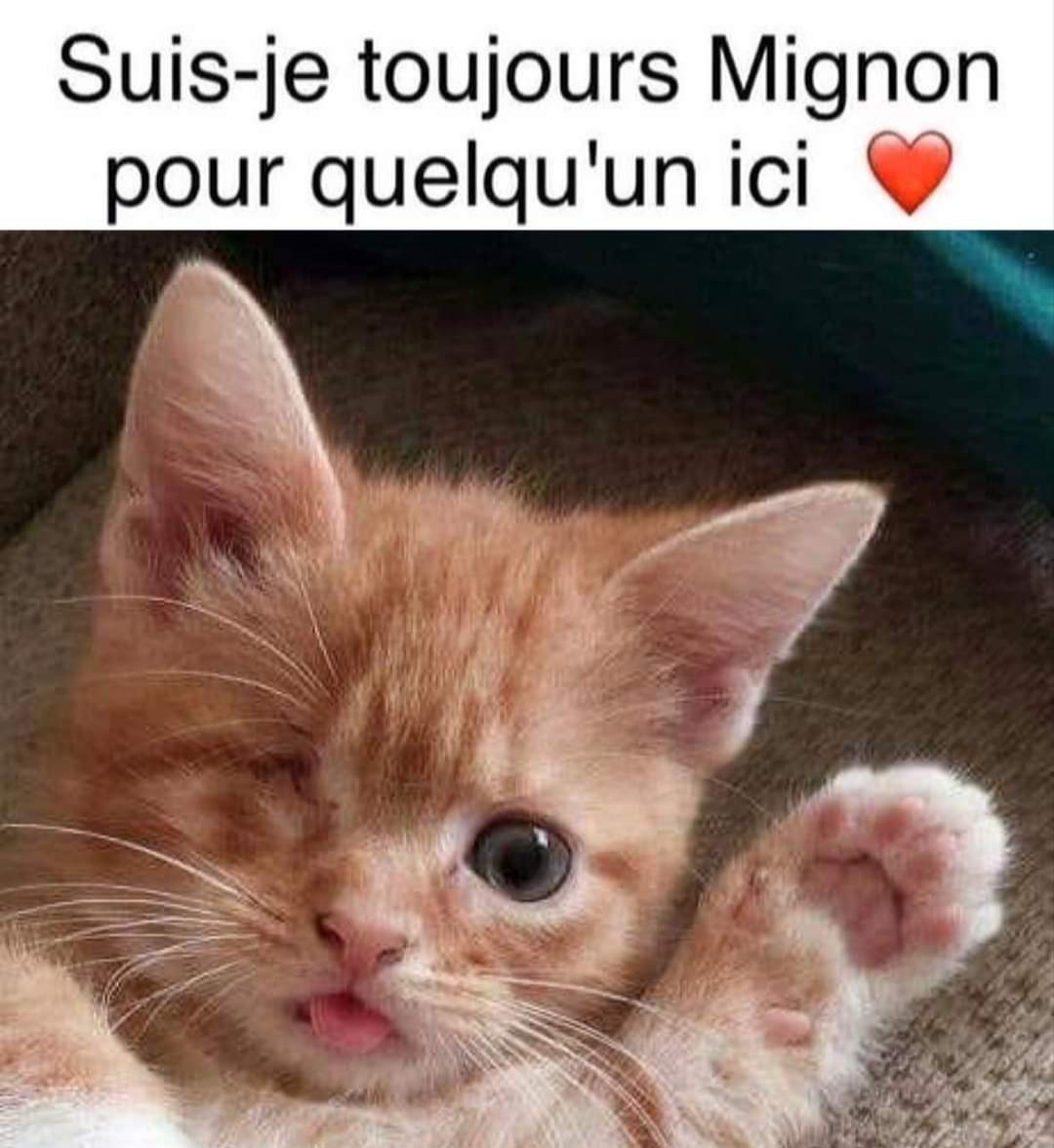 BellesPassion's tweet photo. #chatmalade #chat #chat #mignon #Memes #partage https://t.co/Xh7MoTHqgc