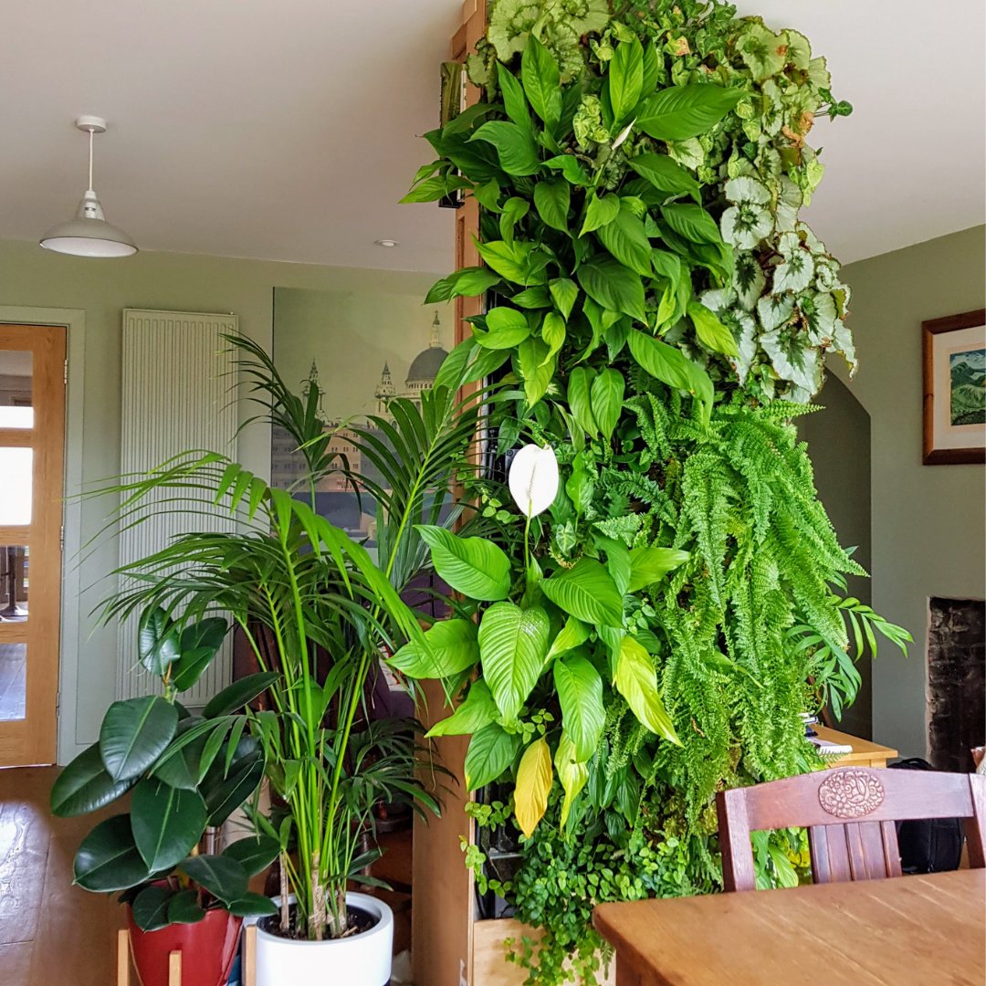 In our latest blog, we compare living walls and artificial walls, take a look at the benefits of real and artificial plants, and reveal why fake plants will never beat the real thing 🪴

growingrevolution.com/2021/12/living…