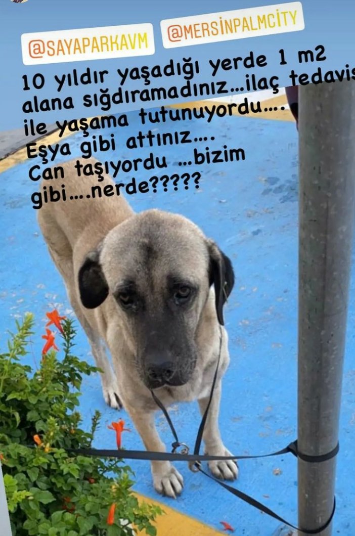MPatileri's tweet photo. 10 yıldır orada yasayan ve hasta duzenlı olup ılac verilen  kopekler nerede @palmcitymersin  bu konunun  pesını bırakmayacagız #köpeklernerede https://t.co/ryQ4x4ofMe