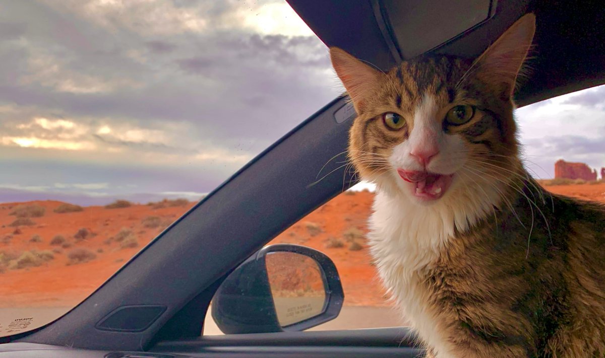 Jordan Elwell tweet media