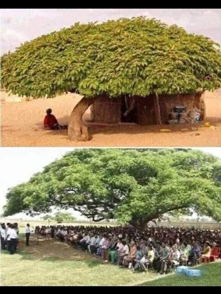 The power of a single 🌳. Isn't this beautiful? 
Let's unite and protect Nature by all means☘
#carbonsinks 
#Treesarecool
#PlantTrees 
#ActOnClimate