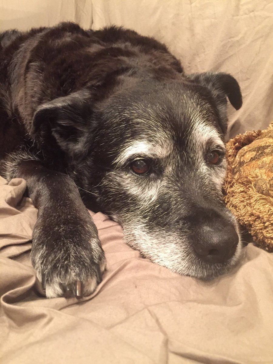 2tailswag's tweet photo. #NationalMuttDay Love my rescue mutt!! https://t.co/o6AapL35Vk