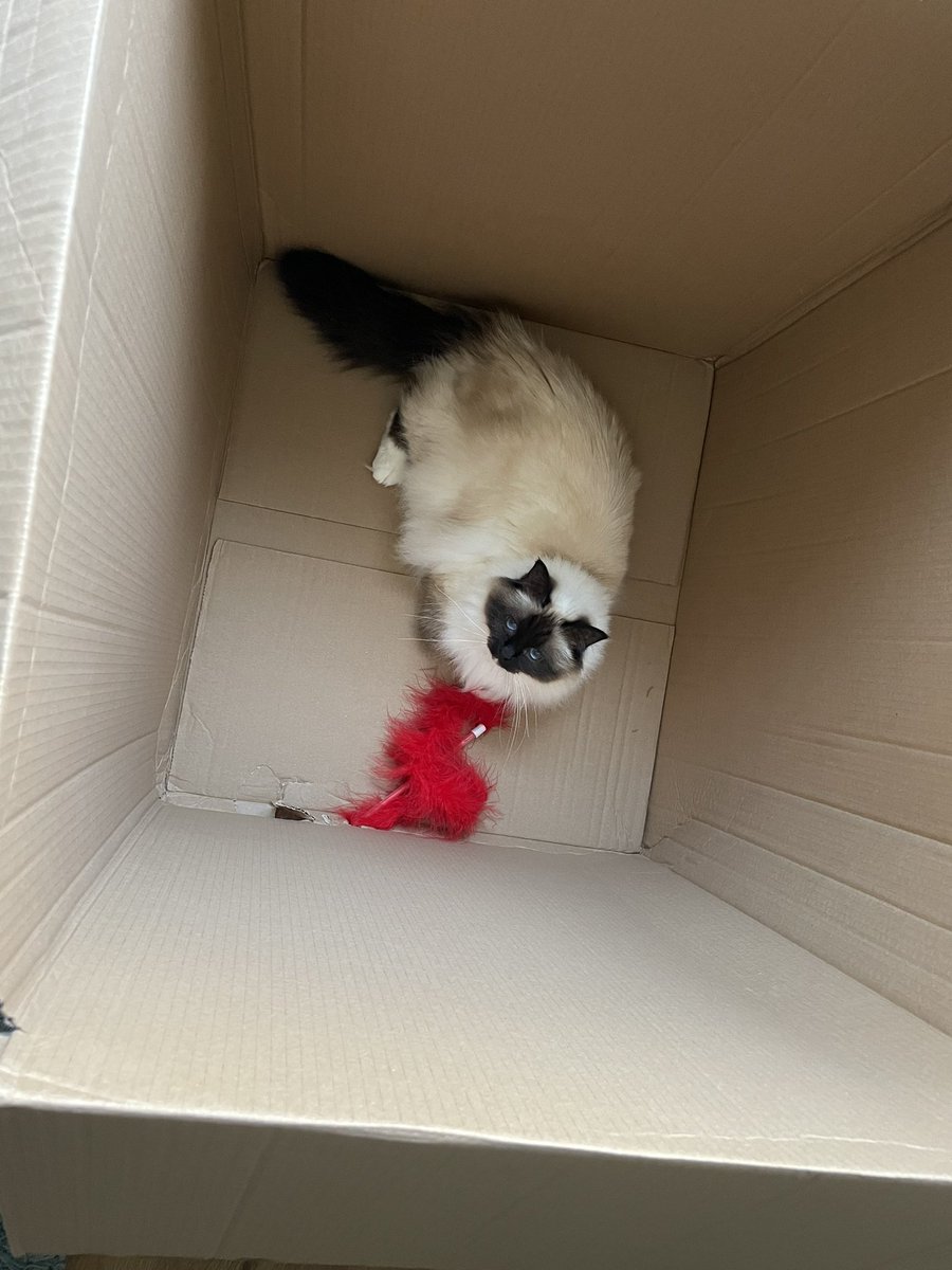 Jolene Angel and Dobby! tweet media