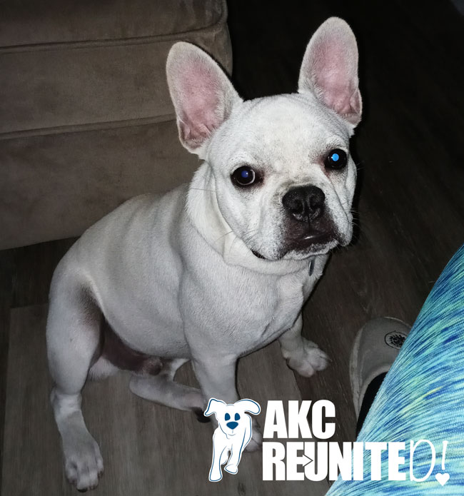 akcreunite's tweet photo. Todays #AKCReunite Reunion of the Week is Cash, the French Bulldog. Thanks to AKC Reunite and a good Samaritan, Cash was quickly reunited with his family after a short adventure away from home. #microchippets #checkthechip https://t.co/Tj2x27verk