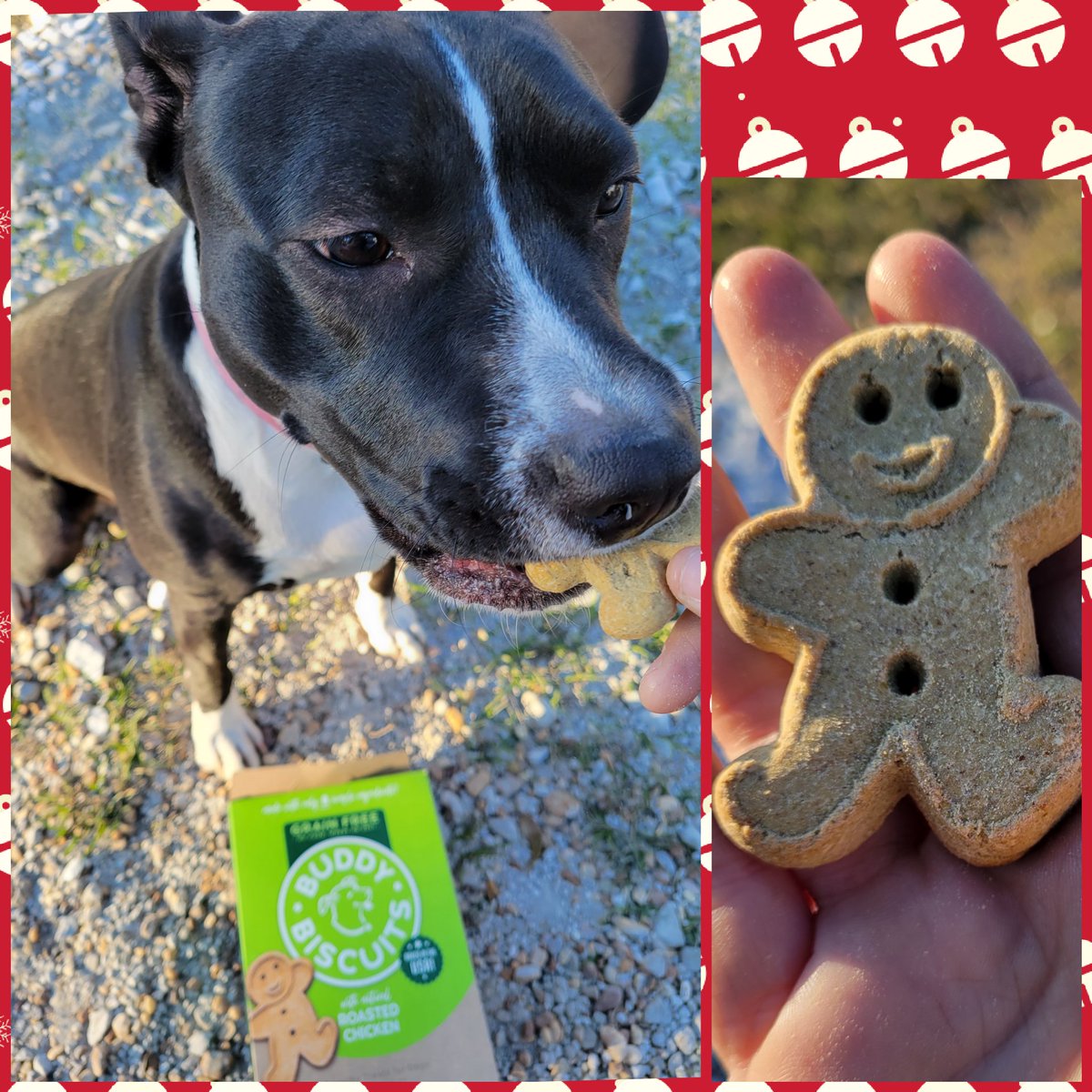 Gapinkzebra's tweet photo. Buddy Biscuits Grain Free Chicken Biscuits Dog Treats - 14oz 

These treats are bigger in size and our dogs love them. Cute ginger man cutout. I love e the fact that they are healthy for them. 
https://t.co/bfax7gl2Cg https://t.co/xnkBC7H92T