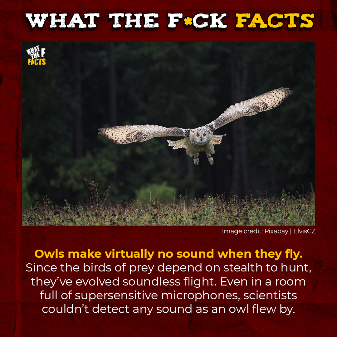 WhatTheFFacts's tweet photo. Owls really playing in stealth mode IRL

Check out more fascinating animals here: https://t.co/rfVbY36yM7 https://t.co/mjkLD7IFyd