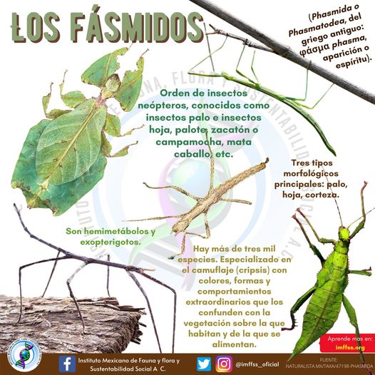 imffss_oficial's tweet photo. Así que ya sabes, fíjate dos veces antes de agarrar una hoja o una ramita.🧐🤓🤗
🤓✅Aprende más en  https://t.co/O1a7SN8Ezh 👍🏻🌻
#insectopalo #insectohoja #insectos #mimetismo https://t.co/EHfukjM5PW