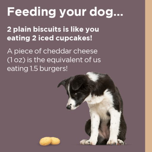 What looks like a little to us can be an unhealthy amount of calories for our pets!