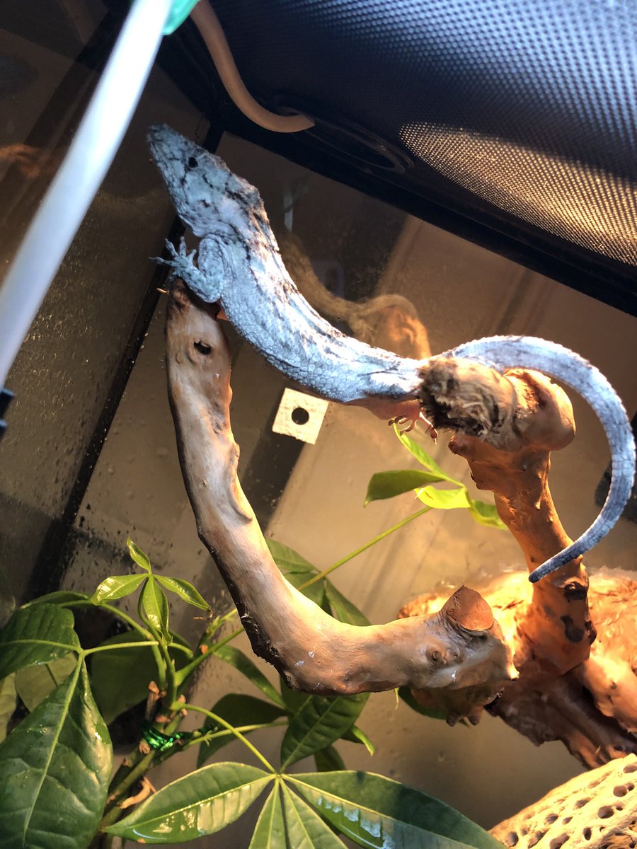 allio48's tweet photo. Pics of my Cuban false chameleon just chillin 😅🥺 https://t.co/sXjCMkZdxU