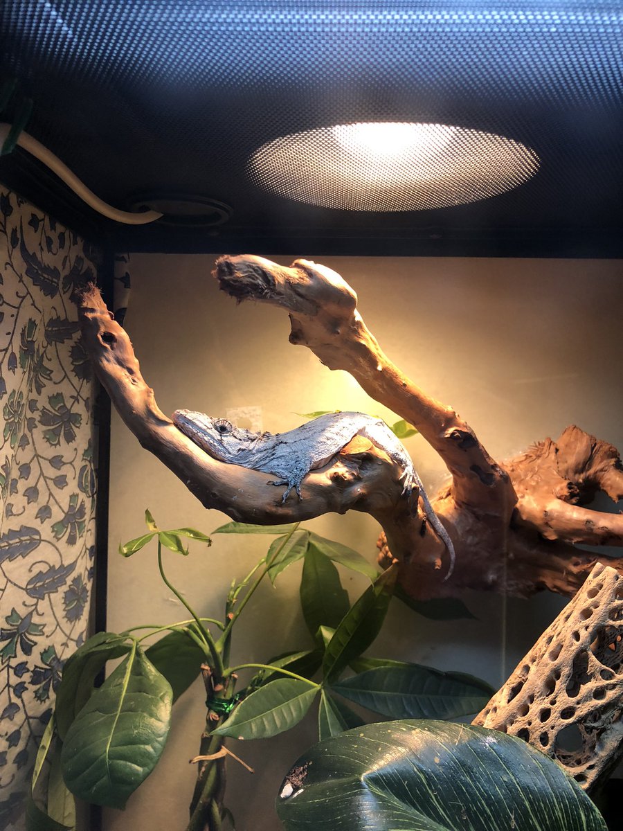 allio48's tweet photo. Pics of my Cuban false chameleon just chillin 😅🥺 https://t.co/sXjCMkZdxU