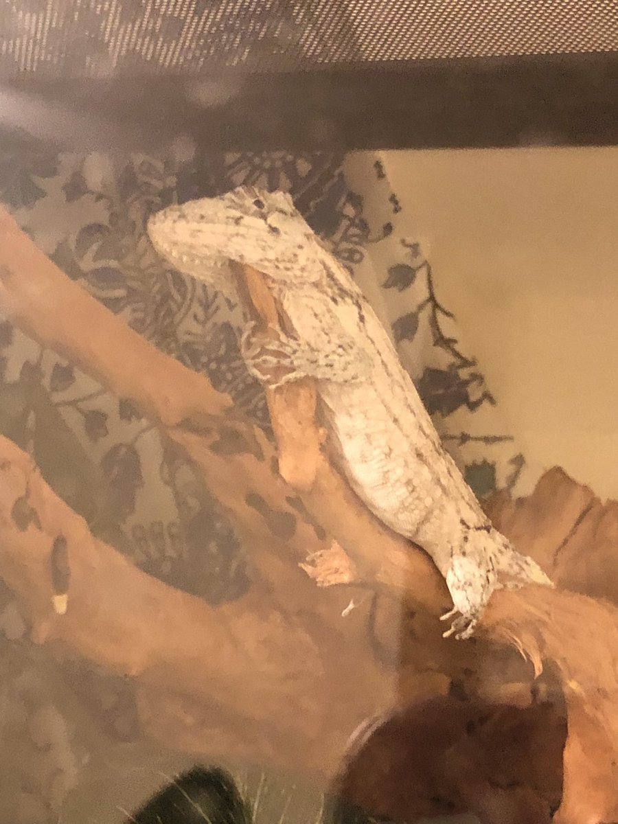 allio48's tweet photo. Pics of my Cuban false chameleon just chillin 😅🥺 https://t.co/sXjCMkZdxU
