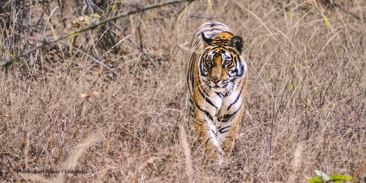 IUCN's tweet image. Key Biodiversity Areas are sites that contribute significantly to the global persistence of #biodiversity.

But how are they identified and how can they support conservation planning?

Check out the World Database on #KeyBiodiversityAreas ow.ly/pZ0L50uTq0c @KeyBiodiversity