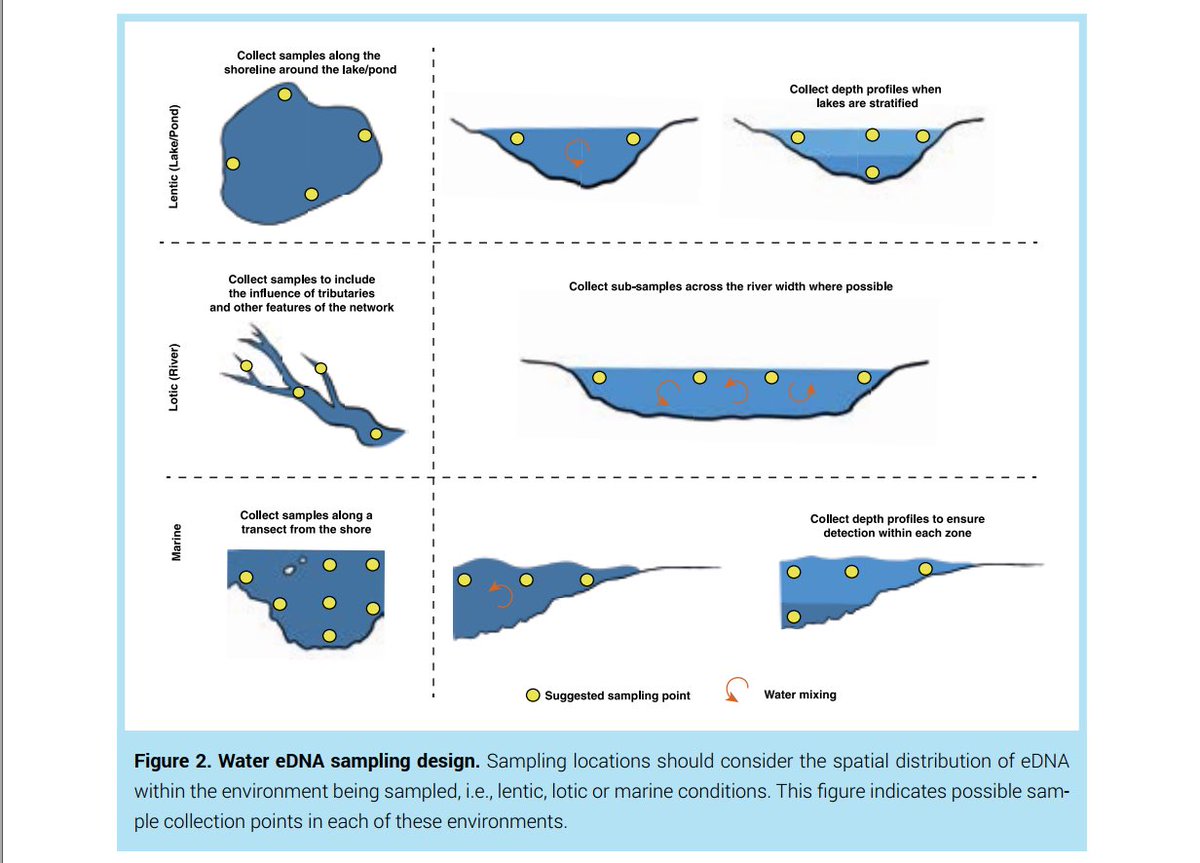 👉Practical guide for #DNA #eDNA assessments published! 🍾
Amazing effort by <a href="/DNAquaNet/">COST Action CA15219</a> <a href="/COSTprogramme/">COST</a> members. Finally out: doi.org/10.3897/ab.e68…
And yes, the methods continue to evolve - but this provides very good contours &amp; guidance, a lot consensus on #eDNA #metabarcoding