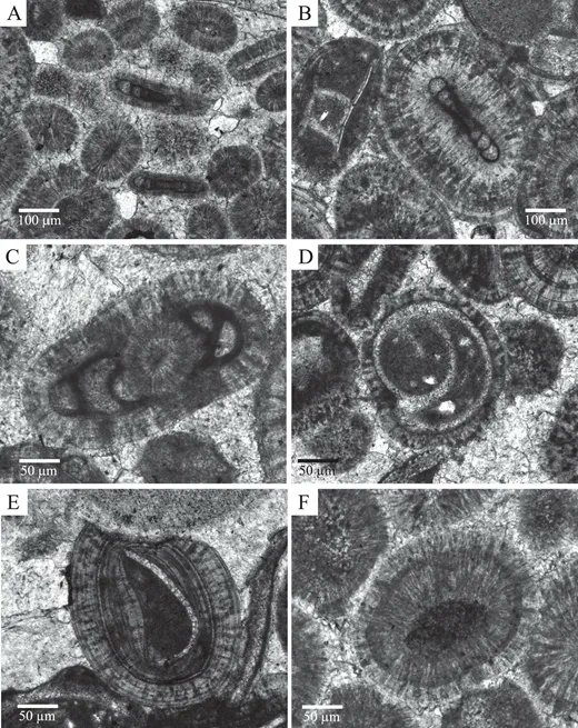 PALAIOS_Journal's tweet photo. Ooids and ooimmured fossils from the Co-op Creek Limestone Member of the Carmel Formation near Gunlock, southwestern Utah.
From PALAIOS
Volume 36, Issue 10
OOIMMURATION: ENHANCED FOSSIL PRESERVATION BY OOIDS, WITH EXAMPLES FROM THE MIDDLE JURASSIC OF SOUTHWESTERN UTAH, USA https://t.co/HDycbmWrpp