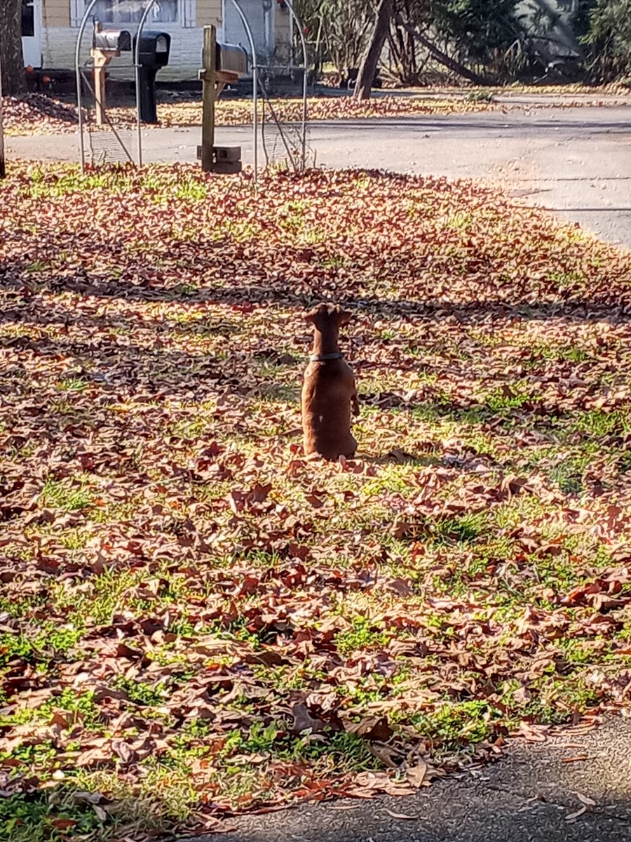 travisdkilgore's tweet photo. He do a prairie doggo. #BrBrDENG #chiweenie #longboi https://t.co/dCNIM28FwC