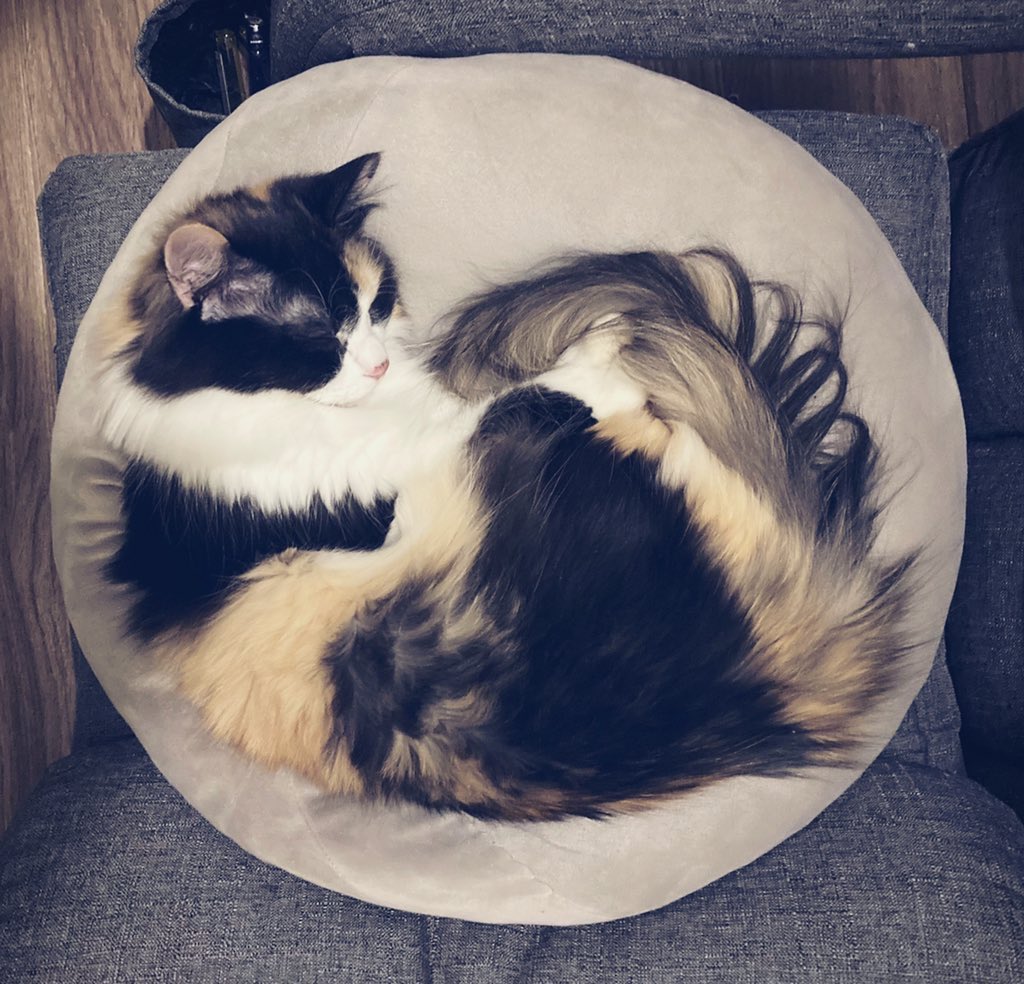 黒猫くくと三毛むぎ (@nez_9090) / Posts / X