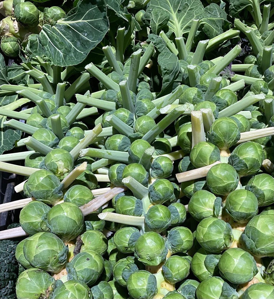 Some beautiful Norfolk iced kale and sprout stalks coming through the warehouse today. #kale #sprouts #winterveggies