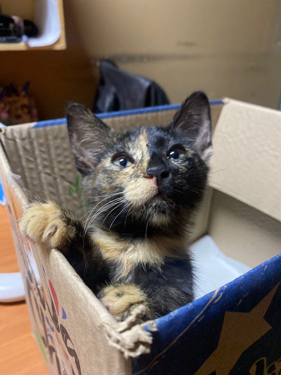 Continúan los operativos de recuperación de espacios públicos en #Antofagasta ✨ Desde temprano realizamos limpieza en sector del Terminal Pesquero, donde además rescatamos dos gatitos que fueron revisados por veterinario municipal y serán entregados en adopción 😻 <a href="/ImaSeguridad/">Seguridad Antofagasta - IMA</a>