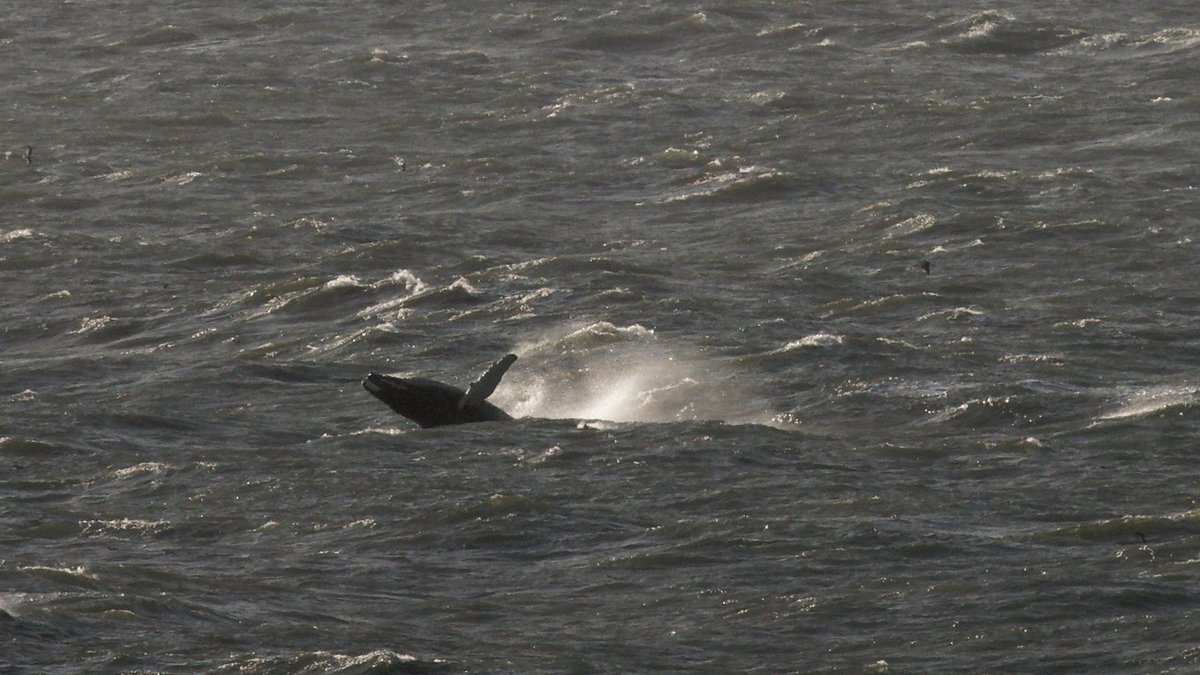 WILDLIFE UPDATE📢

Forth Marine Mammals Facebook Group &amp; Scottish Humpback ID have confirmed sightings of a #HumpbackWhale in the #FirthofForth TODAY!🐳

Keep an eye on the water tomorrow &amp; follow them for live updates.
📷Archive image ©Bruce Meldrum
