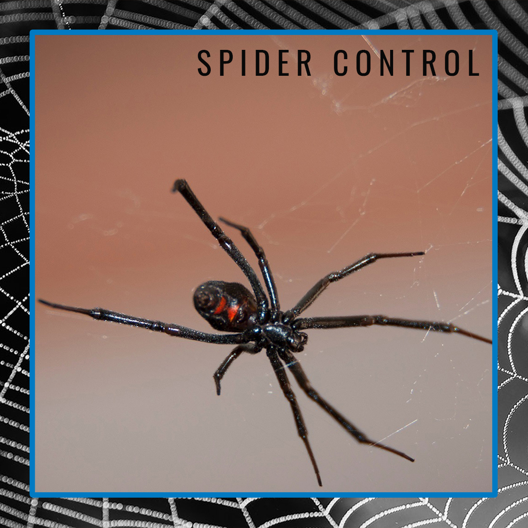 StatePestAROK's tweet photo. If cornered, black widows will often play dead or flick silk at the threat, biting as a last resort.
Learn more at https://t.co/RXDK9I4kmW.
#StatePestControl #SpiderControl #PestControl #Spider #Spiders #Blackwidow #Arachnid #Winter https://t.co/WNPoW6OH8J