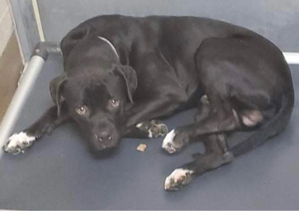 #Dog #Soda_CCSTCA_01 I’m young and beautiful  https://t.co/c6MKhPO7DR https://t.co/LKLQZ4xEFf