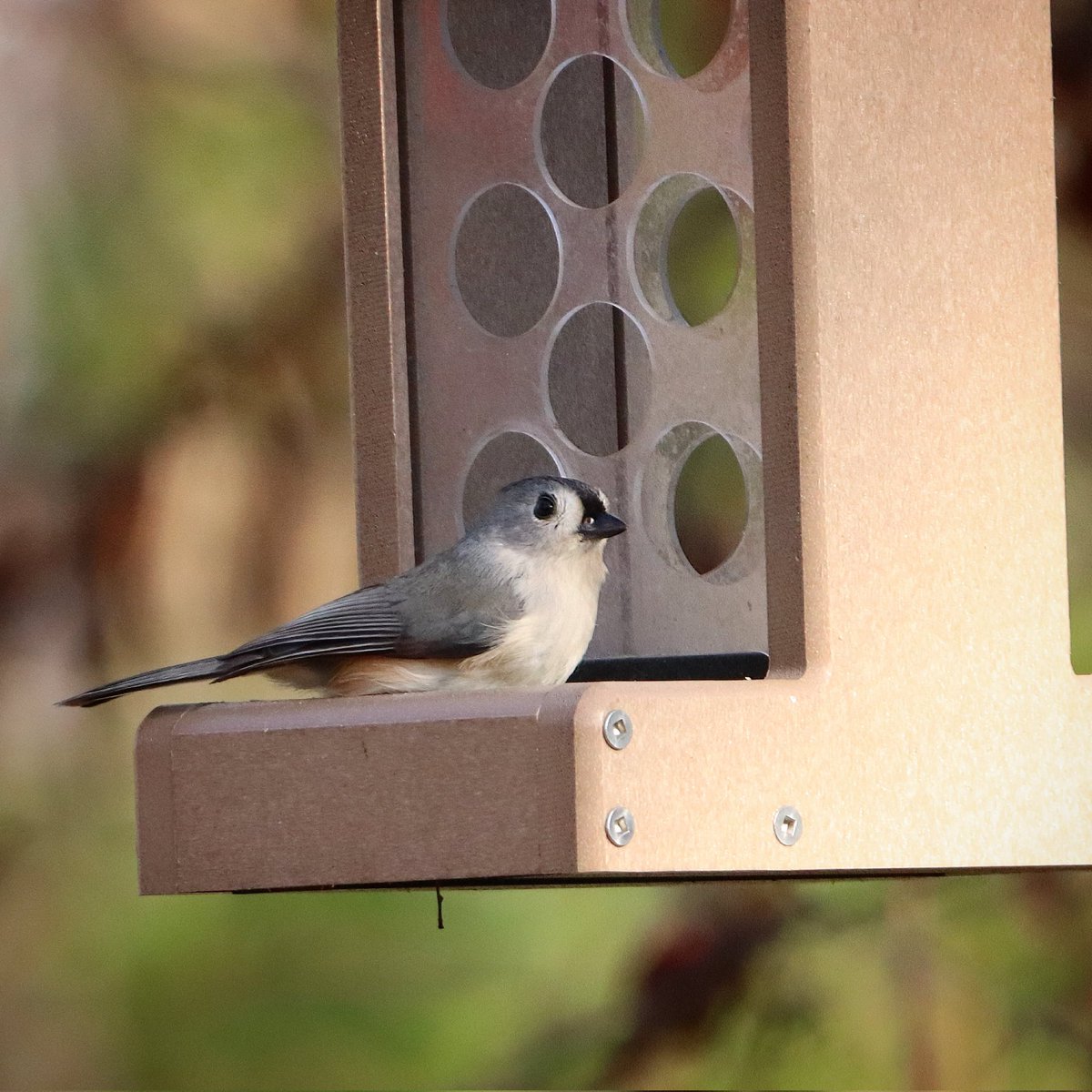 birdhouse_love's tweet photo. How does the saying go? If it fits, I sits? ๐
#ifitfitsisits #ifitfits #ifit #tuftedtitmouse #titmouse #titmice #tuftdown #birding #ohiobirding #ohiobirder #ohiobackyardbirding #iloveohio #ohiorocks https://t.co/kmrj6eCrb5