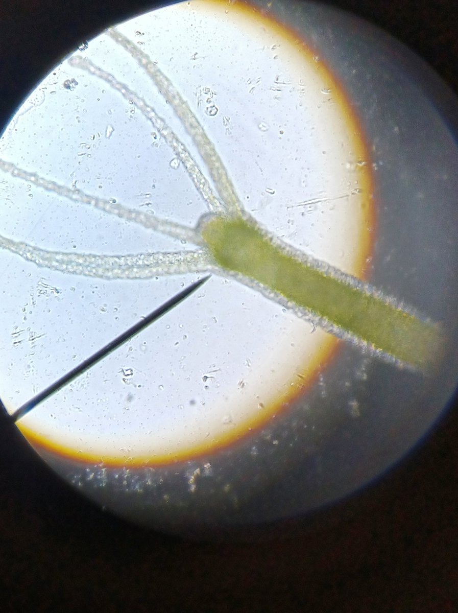 McGowenSci's tweet photo. Mrs. Holden's 7th grade students were fascinated by the Hydra! They had such an engaging lesson over asexual reproduction. @WellsWolverines @SpringISD #WMSscience #TheWellsWay #winningwolverines https://t.co/7z4T4KTRPa