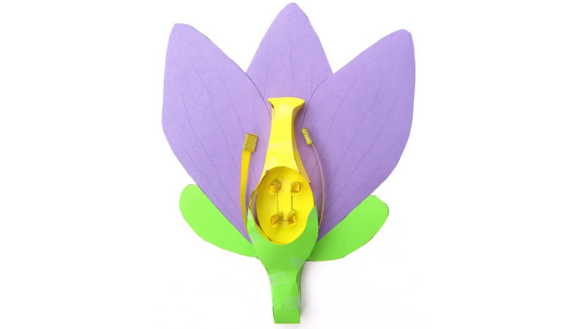 OrigamiCells's tweet photo. If you want to make a display of flower dissections, our paper model might be useful! https://t.co/kzgSdr7Btp

#plantscience #plantsci #plants #flowers #flowerdissection https://t.co/skwYI9cKb2
