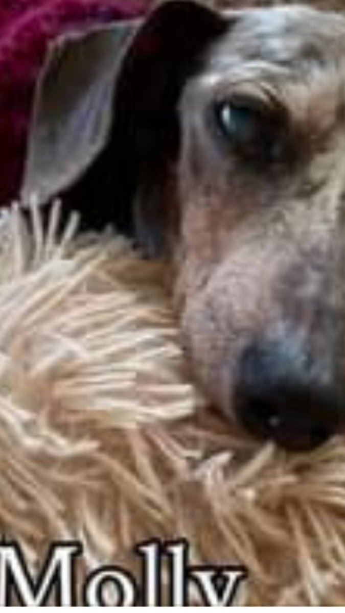 GetalongDRescue's tweet photo. Please share, say prayers and help our little sweet Molly, thank you! https://t.co/tpxB7FfUD6 https://t.co/Uu8xobh3y5