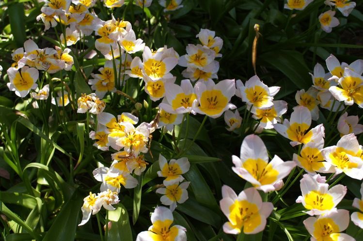 softwhitecloud's tweet image. 