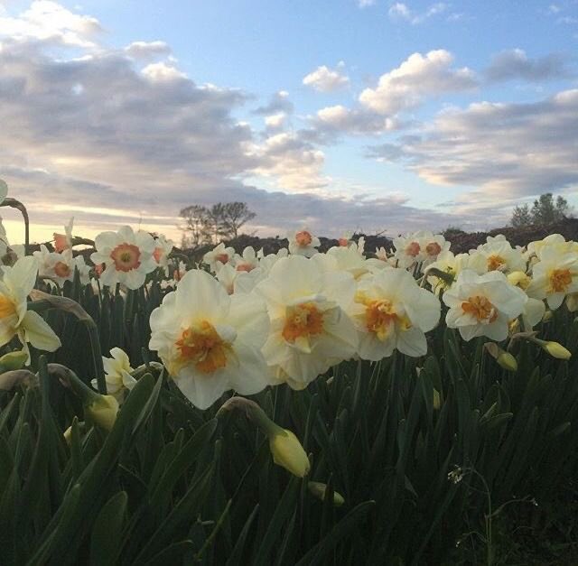 softwhitecloud's tweet image. 