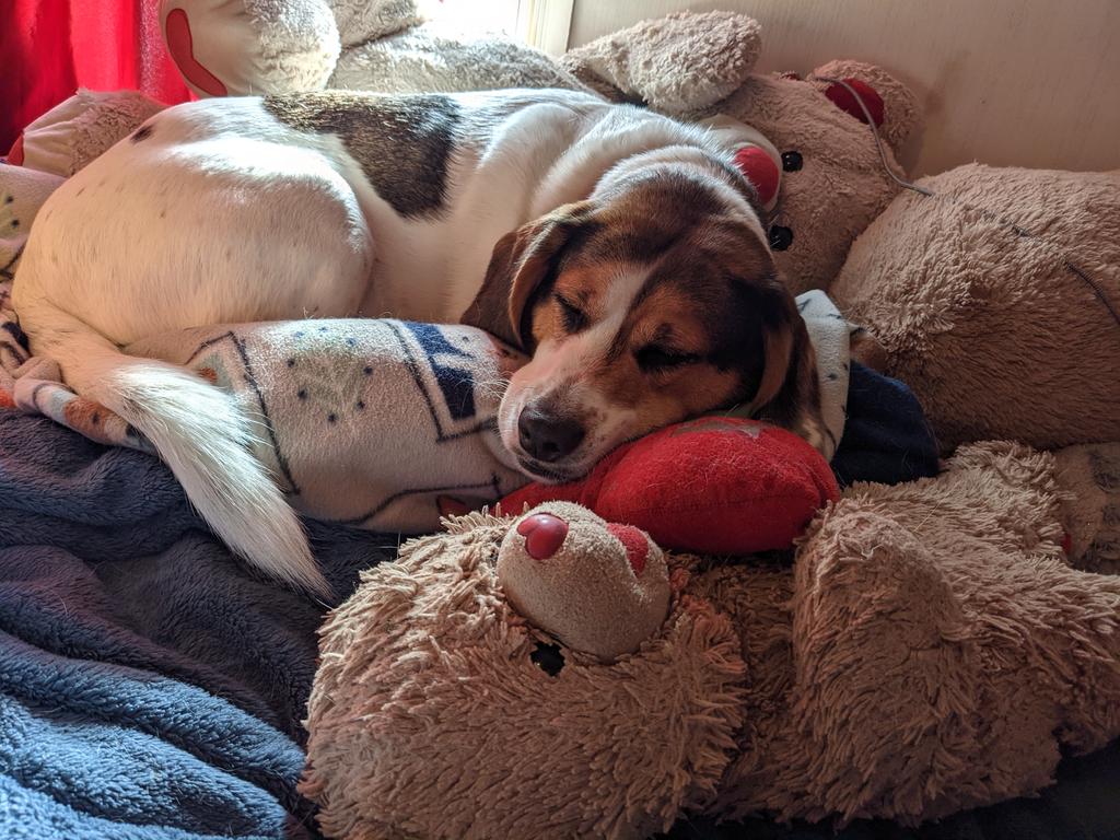 DarkSweets113's tweet photo. @upnorthlive Cooper is enjoying National Mutt Day in his favorite spot on the bed. https://t.co/xVilRvDo3g