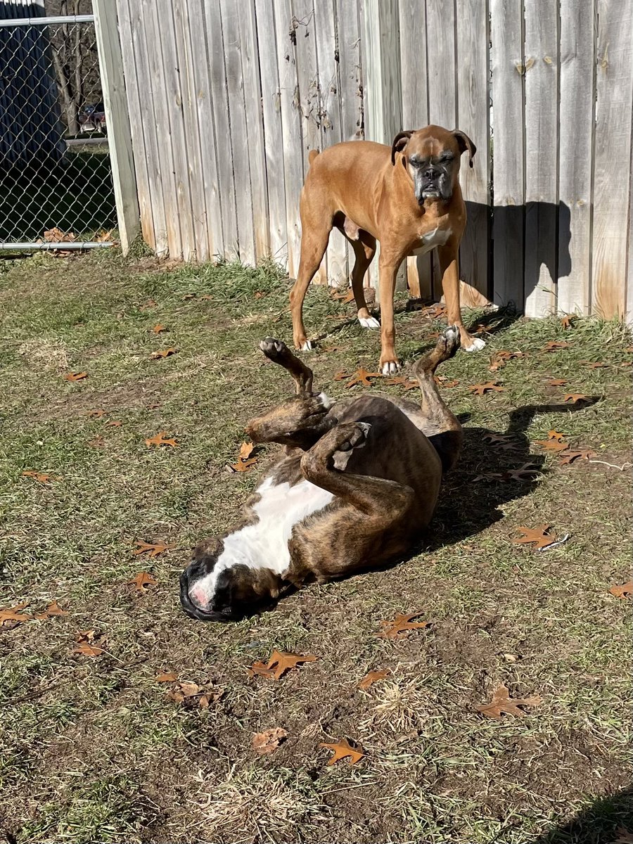 KevWritesShit's tweet photo. @TheOneChameleo1 Teddy does a #Heckin
And it does Tyson a #BigConcern https://t.co/z6WfL3kMKE