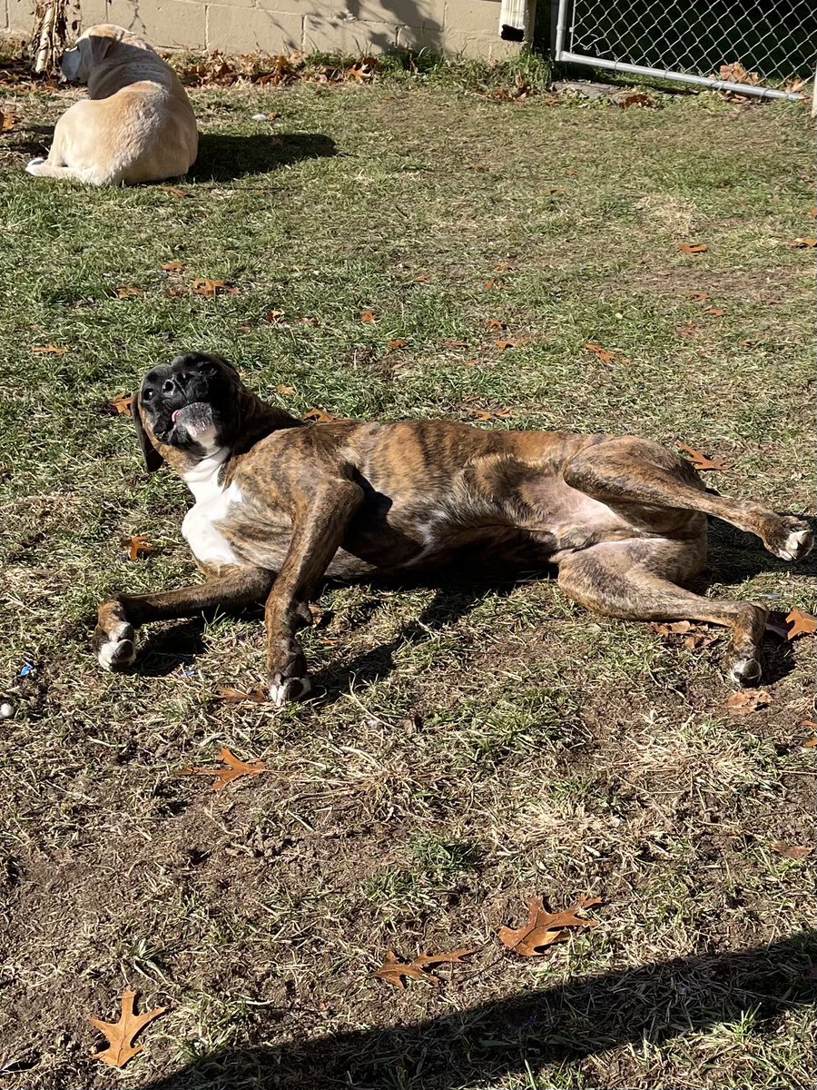 KevWritesShit's tweet photo. @TheOneChameleo1 Teddy does a #Heckin
And it does Tyson a #BigConcern https://t.co/z6WfL3kMKE