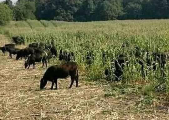 deeyoumnguni's tweet photo. A very short story 😹 https://t.co/hBHW4dECyZ