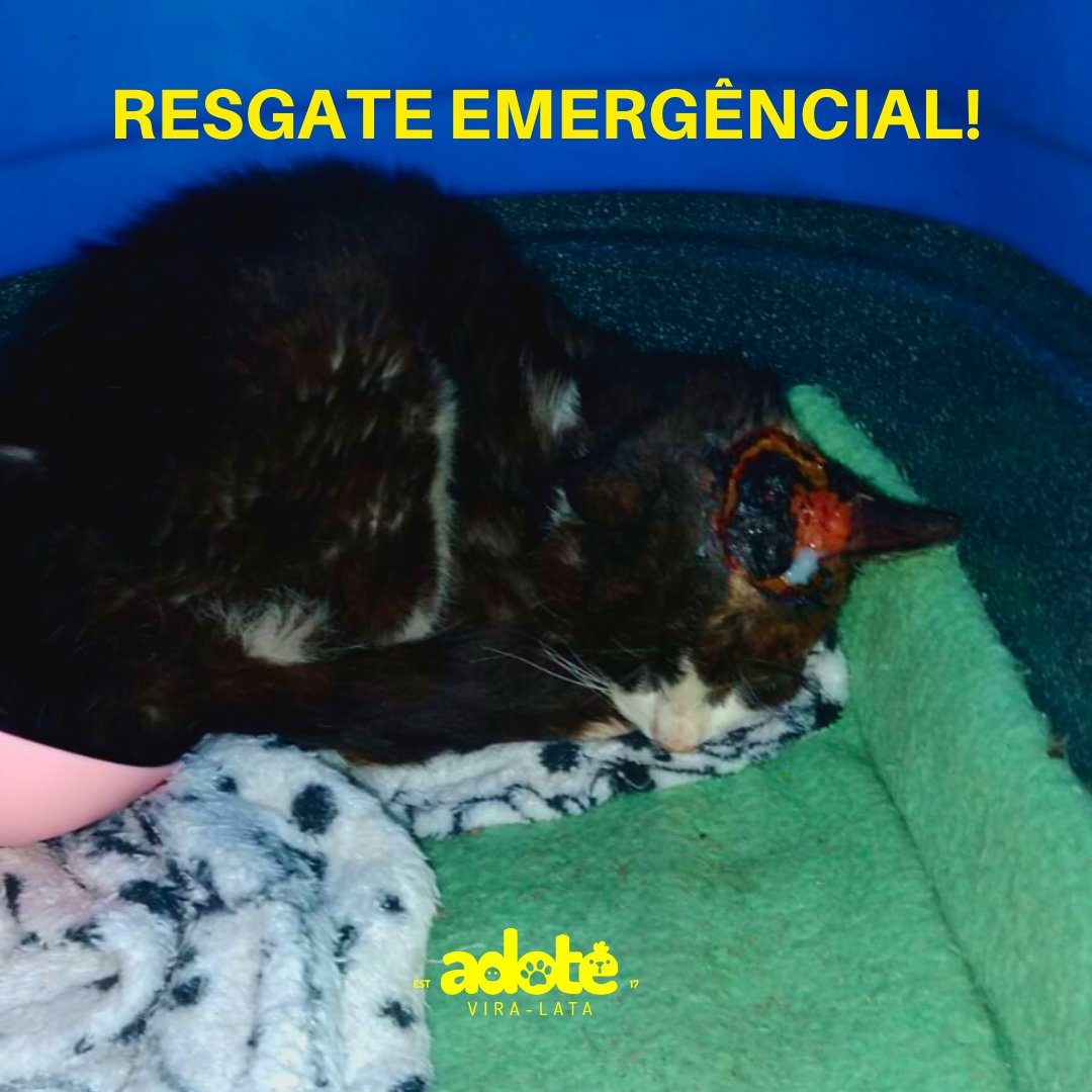 adotevl's tweet photo. precisamos salvar essa vida, nos ajude, faça a diferença. 
seu rt pode fazer chegar a pessoas que podem ajudar, ELE PRECISA DE VOCÊ. https://t.co/XTPGlOZa9N